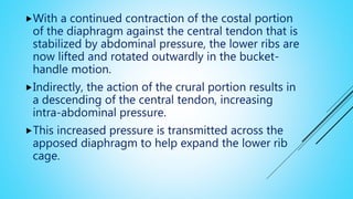 With a continued contraction of the costal portion
of the diaphragm against the central tendon that is
stabilized by abdominal pressure, the lower ribs are
now lifted and rotated outwardly in the bucket-
handle motion.
Indirectly, the action of the crural portion results in
a descending of the central tendon, increasing
intra-abdominal pressure.
This increased pressure is transmitted across the
apposed diaphragm to help expand the lower rib
cage.
 