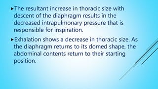 The resultant increase in thoracic size with
descent of the diaphragm results in the
decreased intrapulmonary pressure that is
responsible for inspiration.
Exhalation shows a decrease in thoracic size. As
the diaphragm returns to its domed shape, the
abdominal contents return to their starting
position.
 