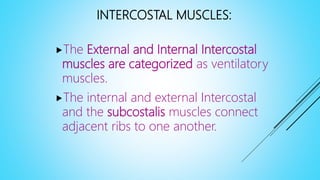 INTERCOSTAL MUSCLES:
The External and Internal Intercostal
muscles are categorized as ventilatory
muscles.
The internal and external Intercostal
and the subcostalis muscles connect
adjacent ribs to one another.
 