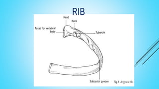 RIB
 