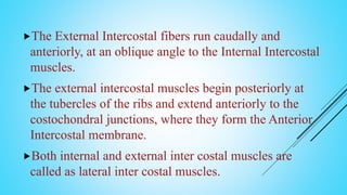 The External Intercostal fibers run caudally and
anteriorly, at an oblique angle to the Internal Intercostal
muscles.
The external intercostal muscles begin posteriorly at
the tubercles of the ribs and extend anteriorly to the
costochondral junctions, where they form the Anterior
Intercostal membrane.
Both internal and external inter costal muscles are
called as lateral inter costal muscles.
 