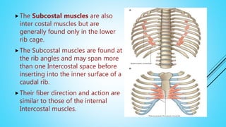 The Subcostal muscles are also
inter costal muscles but are
generally found only in the lower
rib cage.
The Subcostal muscles are found at
the rib angles and may span more
than one Intercostal space before
inserting into the inner surface of a
caudal rib.
Their fiber direction and action are
similar to those of the internal
Intercostal muscles.
 