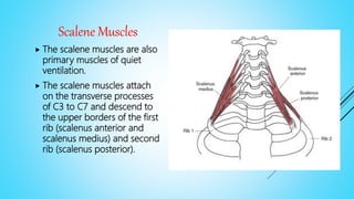 Scalene Muscles
 The scalene muscles are also
primary muscles of quiet
ventilation.
 The scalene muscles attach
on the transverse processes
of C3 to C7 and descend to
the upper borders of the first
rib (scalenus anterior and
scalenus medius) and second
rib (scalenus posterior).
 