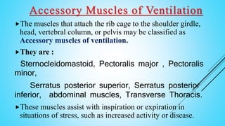 Accessory Muscles of Ventilation
The muscles that attach the rib cage to the shoulder girdle,
head, vertebral column, or pelvis may be classified as
Accessory muscles of ventilation.
They are :
Sternocleidomastoid, Pectoralis major , Pectoralis
minor,
Serratus posterior superior, Serratus posterior
inferior, abdominal muscles, Transverse Thoracis.
These muscles assist with inspiration or expiration in
situations of stress, such as increased activity or disease.
 