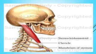 STERNOCLEIDOMASTOID
 Origin: Manubrium and superior
medial aspect of the clavicle .
 Insertion: mastoid process of the
temporal bone.
 Action :
1. Flexion of the cervical vertebrae.
2. With the help of the trapezius
muscle stabilizing the head, the
bilateral action of the
sternocleidomastoid muscles moves
the rib cage in the pump-handle
motion.
 