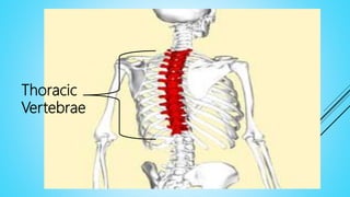  There are 12 thoracic vertebrae that make up the posterior
aspect of the rib cage.
 One of the unique aspects of the typical thoracic vertebra is
that the vertebral body and transverse processes have six
costal articulating surfaces-
 four on the body - a superior and an inferior costal facet,
(or demifacet) on each side.
 one costal facet on each transverse process
 It also includes 12 pairs of ribs.
Thoracic
Vertebrae
 