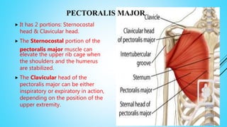 PECTORALIS MAJOR
 It has 2 portions: Sternocostal
head & Clavicular head.
 The Sternocostal portion of the
pectoralis major muscle can
elevate the upper rib cage when
the shoulders and the humerus
are stabilized.
 The Clavicular head of the
pectoralis major can be either
inspiratory or expiratory in action,
depending on the position of the
upper extremity.
 