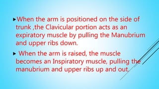 When the arm is positioned on the side of
trunk ,the Clavicular portion acts as an
expiratory muscle by pulling the Manubrium
and upper ribs down.
 When the arm is raised, the muscle
becomes an Inspiratory muscle, pulling the
manubrium and upper ribs up and out.
 