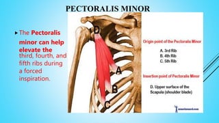 PECTORALIS MINOR
The Pectoralis
minor can help
elevate the
third, fourth, and
fifth ribs during
a forced
inspiration.
 