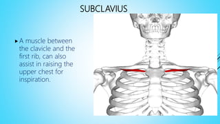 SUBCLAVIUS
A muscle between
the clavicle and the
first rib, can also
assist in raising the
upper chest for
inspiration.
 