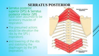SERRATUS POSTERIOR
Serratus posterior
superior (SPS) & Serratus
posterior inferior (SPI)
have been assumed to be
accessory muscles of
respiration.
The presumed actions
would be elevation the
ribs by the SPS (
inspiration).
and lowering of the ribs
and stabilizing the
diaphragm by the SPI
(expiration).
 