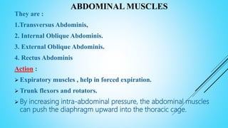 ABDOMINAL MUSCLES
They are :
1.Transversus Abdominis,
2. Internal Oblique Abdominis.
3. External Oblique Abdominis.
4. Rectus Abdominis
Action :
 Expiratory muscles , help in forced expiration.
 Trunk flexors and rotators.
 By increasing intra-abdominal pressure, the abdominal muscles
can push the diaphragm upward into the thoracic cage.
 