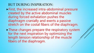 BUT DURING INSPIRATION:
First, the increased intra-abdominal pressure
created by the active abdominal muscles
during forced exhalation pushes the
diaphragm cranially and exerts a passive
stretch on the costal fibers of the diaphragm.
These changes prepare the respiratory system
for the next inspiration by optimizing the
length tension relationship of the muscle
fibers of the diaphragm.
 