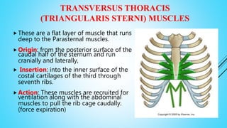 TRANSVERSUS THORACIS
(TRIANGULARIS STERNI) MUSCLES
 These are a flat layer of muscle that runs
deep to the Parasternal muscles.
 Origin: from the posterior surface of the
caudal half of the sternum and run
cranially and laterally,
 Insertion: into the inner surface of the
costal cartilages of the third through
seventh ribs.
 Action: These muscles are recruited for
ventilation along with the abdominal
muscles to pull the rib cage caudally.
(force expiration)
 