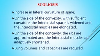SCOLIOSIS
Increase in lateral curvature of spine.
On the side of the convexity, with sufficient
curvature, the Intercostal space is widened and
the Intercostal muscles are elongated.
On the side of the concavity, the ribs are
approximated and the Intercostal muscles are
adaptively shortened.
Lung volumes and capacities are reduced.
 