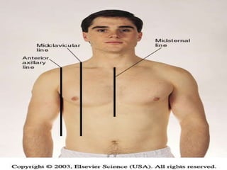 Line Between Chest Thorax And Lungs | PPT