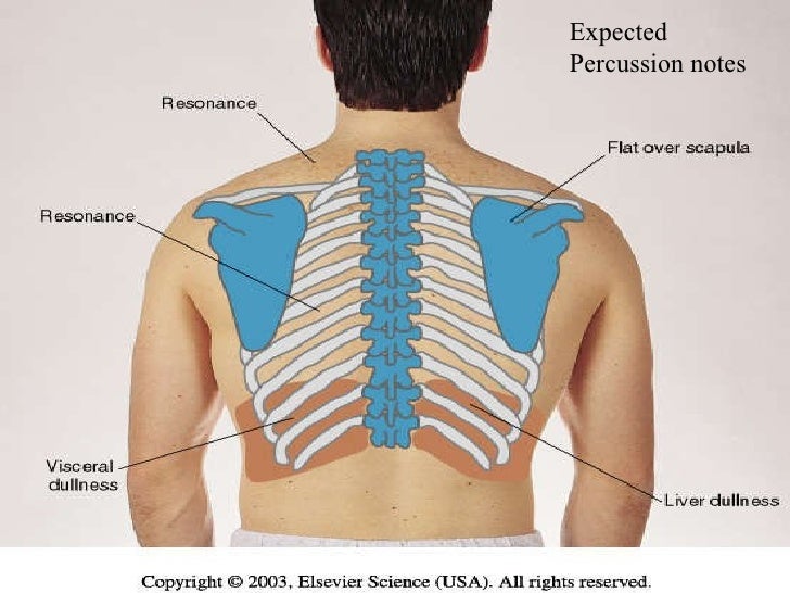Thorax And Lungs