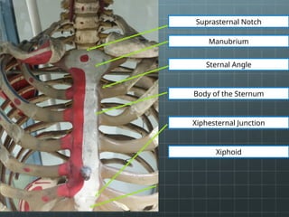 Substernal Notch Ruler Thorax, and Lungs Practicals Reviewer (Lab).pptx