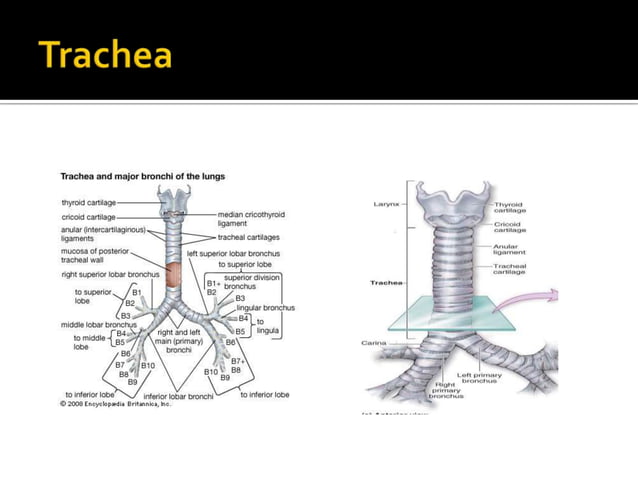 Thorax area | PPTX