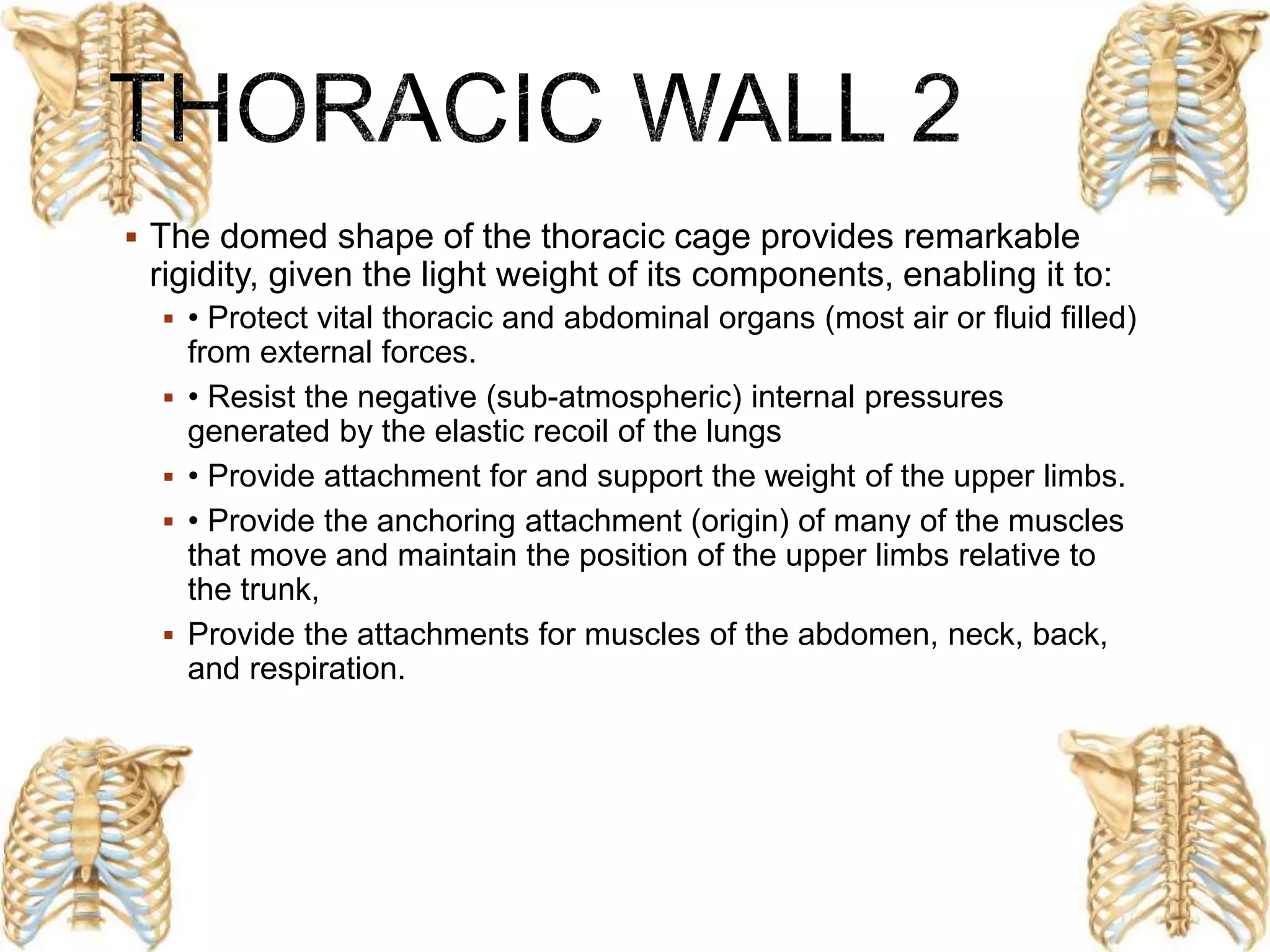 Thorax bones | PPTX