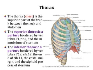 thorax cage.pptx