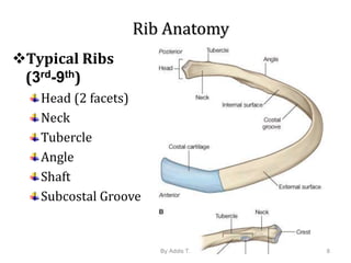 Rib 3rd Rib Position thorax cage.pptx