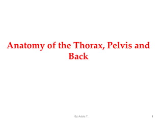 Anatomy of the Thorax, Pelvis and
Back
1
By Addis T.
 