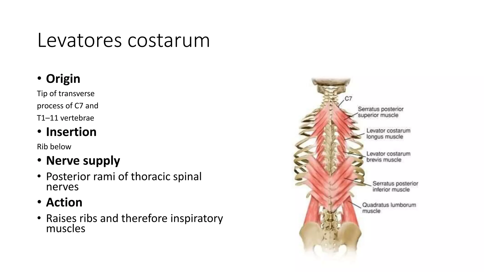 Thorax cavity.pptx