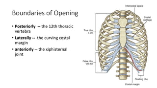 Boundaries of Opening
• Posteriorly -- the 12th thoracic
vertebra
• Laterally -- the curving costal
margin
• anteriorly -- the xiphisternal
joint
 