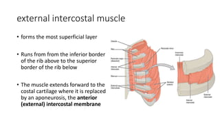 external intercostal muscle
• forms the most superficial layer
• Runs from from the inferior border
of the rib above to the superior
border of the rib below
• The muscle extends forward to the
costal cartilage where it is replaced
by an aponeurosis, the anterior
(external) intercostal membrane
 