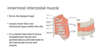 innermost intercostal muscle
• forms the deepest layer
• crosses more than one
intercostal space within the ribs
• It is related internally to fascia
(endothoracic fascia) and
parietal pleura and externally to
the intercostal nerves and
vessels
 