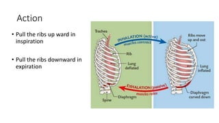 Action
• Pull the ribs up ward in
inspiration
• Pull the ribs downward in
expiration
 