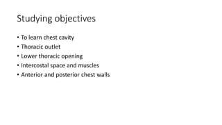 Studying objectives
• To learn chest cavity
• Thoracic outlet
• Lower thoracic opening
• Intercostal space and muscles
• Anterior and posterior chest walls
 