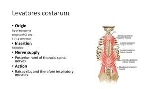 Levatores costarum
• Origin
Tip of transverse
process of C7 and
T1–11 vertebrae
• Insertion
Rib below
• Nerve supply
• Posterior rami of thoracic spinal
nerves
• Action
• Raises ribs and therefore inspiratory
muscles
 