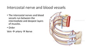 Intercostal nerve and blood vessels
• The intercostal nerves and blood
vessels run between the
intermediate and deepest layers
of muscles.
• Order
Vein  artery  Nerve
 