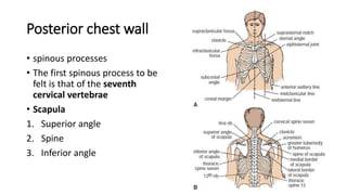 Posterior chest wall
• spinous processes
• The first spinous process to be
felt is that of the seventh
cervical vertebrae
• Scapula
1. Superior angle
2. Spine
3. Inferior angle
 