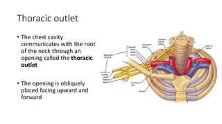Thoracic outlet
• The chest cavity
communicates with the root
of the neck through an
opening called the thoracic
outlet
• The opening is obliquely
placed facing upward and
forward
 