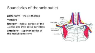 Boundaries of thoracic outlet
posteriorly -- the 1st thoracic
Vertebra
laterally -- medial borders of the
1st ribs and their costal cartilages
anteriorly -- superior border of
the manubrium sterni
 