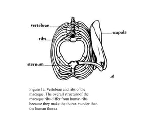 Figure 1a. Vertebrae and ribs of the macaque. The overall structure of the macaque ribs differ from human ribs because they make the thorax rounder than the human thorax 