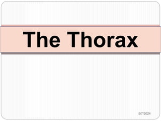 The Thorax
5/7/2024
 