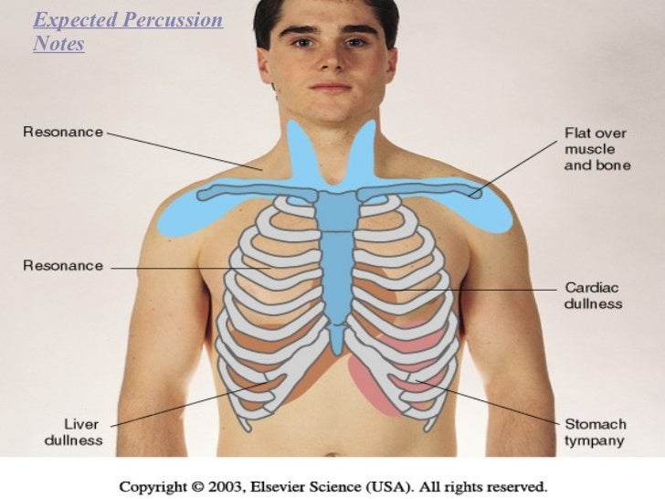 Thorax & Lungs