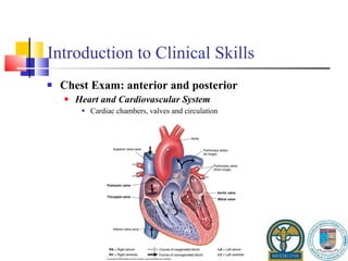 Introduction to Clinical Skills Chest Exam: anterior and posterior Heart and Cardiovascular System Cardiac chambers, valves and circulation 