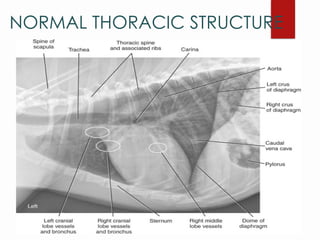 THORAX RADIOGRAPHIC INTERPRETATION CANINE | PPTX