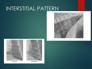 THORAX RADIOGRAPHIC INTERPRETATION CANINE | PPTX