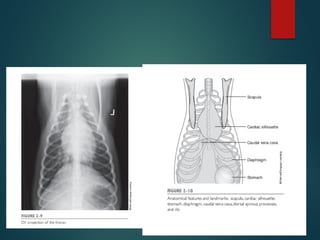 Normal Thorax Rads In Dogs THORACIC RADIOGRAPH interpretation canine | PPTX