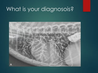 Normal Thorax Rads In Dogs THORACIC RADIOGRAPH interpretation canine | PPTX