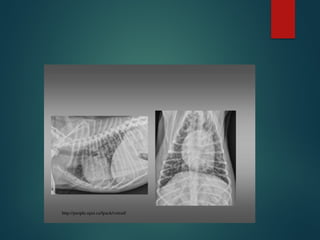 Normal Thorax Rads In Dogs THORACIC RADIOGRAPH interpretation canine | PPTX