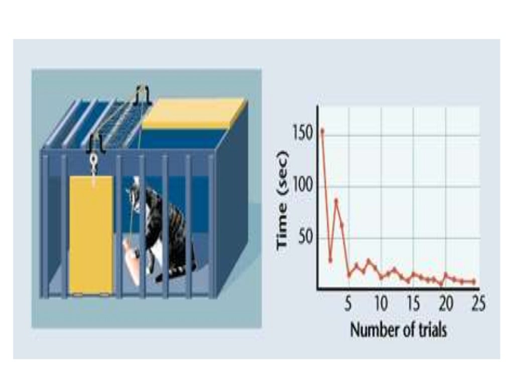 Thorndike's theory of learning SHMN