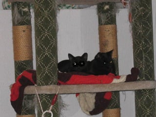 Those Left Behind Final