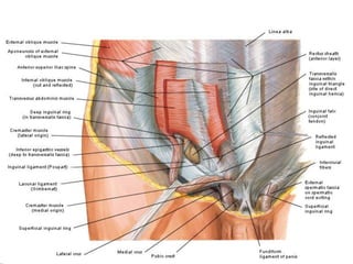 Bệnh học
Giải phẫu học:
 